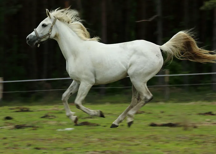 Stary Mlyn Strzeszyn 3* Lubowo (Szczecinek)
