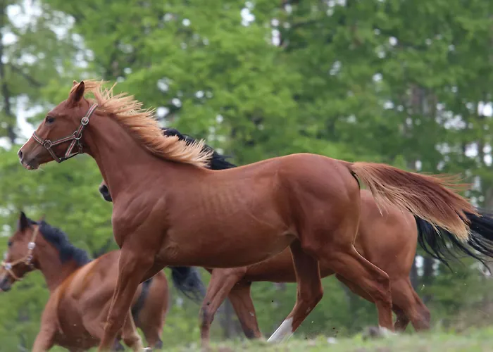 Penzion Stary Mlyn Strzeszyn 3*